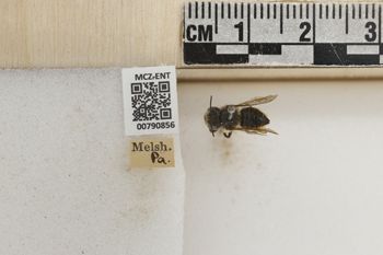 Media type: image;   Entomology 790856 Aspect: Labels